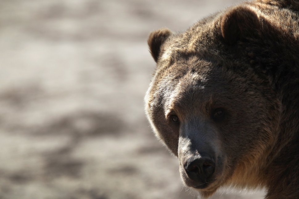 Un bărbat s-a luptat cu un urs grizzly într-o cabană izolată din Alaska timp de o săptămână până când a fost în sfârșit salvat