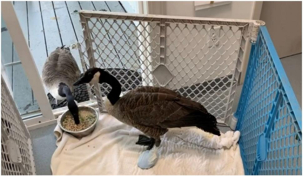 La bine și la rău: povestea gâscanului Arnold și a Ameliei, perechea lui, a devenit virală pe internet 718344