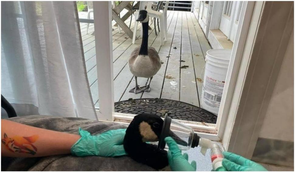 La bine și la rău: povestea gâscanului Arnold și a Ameliei, perechea lui, a devenit virală pe internet 718346