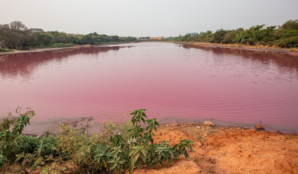 Laguna roz. Un lac argentinian a căpătat peste noapte o culoare tulburătoare