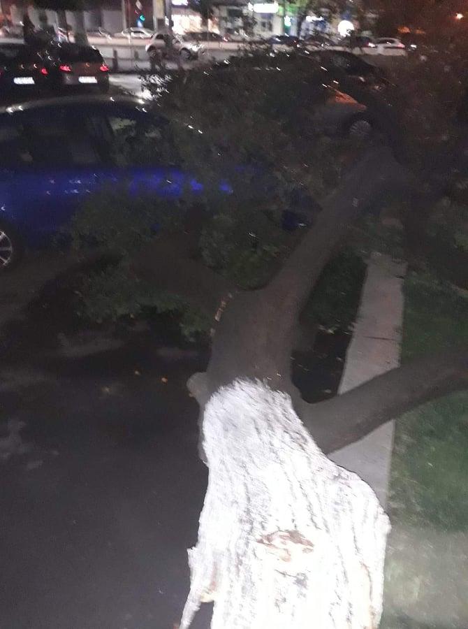 Furtună puternică în Bucureşti și împrejurimi! Rafale de peste 75 km/h și copaci căzuți. Rețeaua electrică, afectată 719179