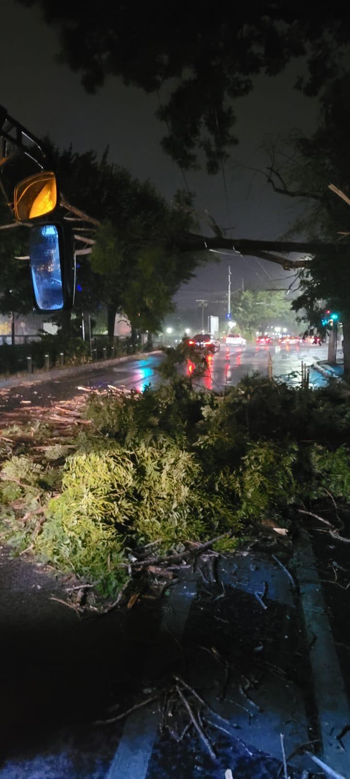 Furtună puternică în Bucureşti și împrejurimi! Rafale de peste 75 km/h și copaci căzuți. Rețeaua electrică, afectată 719189