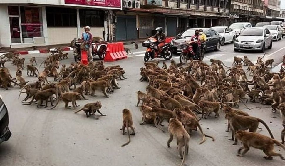 Imagini cu două bande rivale de maimuțe care s-au războit în plină stradă. Animalele s-au bătut pe mâncare în fața mai multor trecători