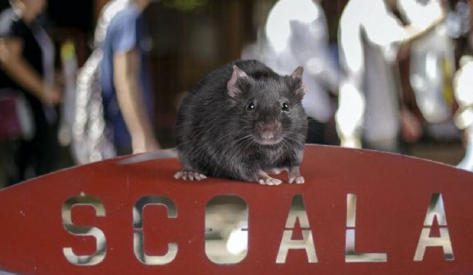 Alertă de şobolani în şcolile din Capitală: "Situaţia este dramatică este nevoie de măsuri reale cu eficienţă, nu să ne jucăm"