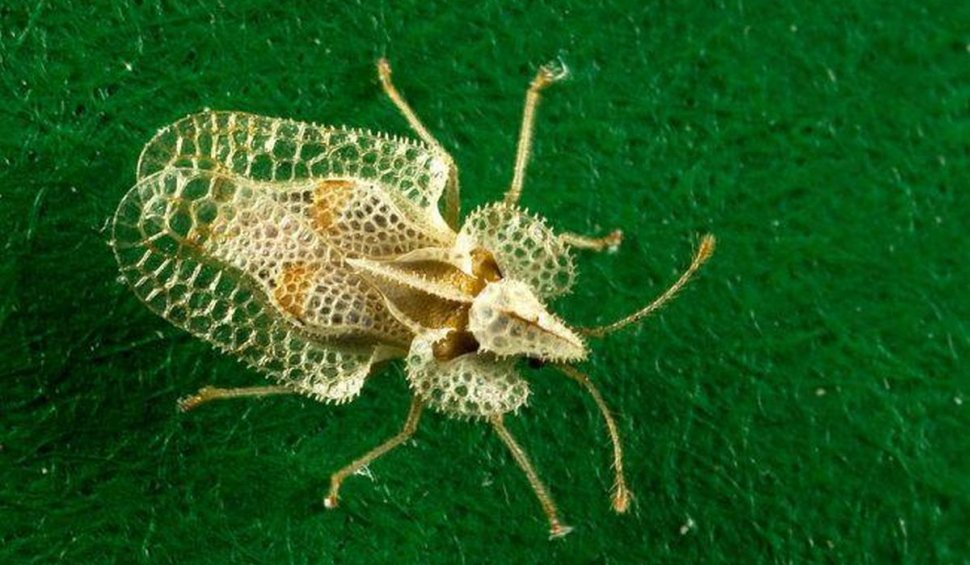 O nouă specie de insecte agresive, în România: ploşniţele dantelate. Cercetător: "Sunt imune la substanţele chimice" 
