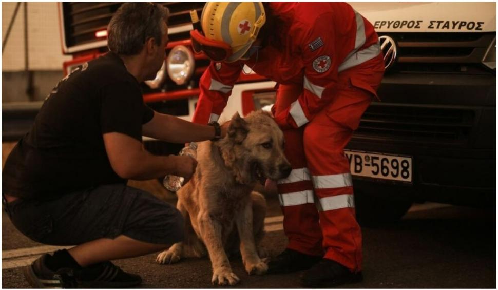 Noapte de infern în suburbiile Atenei: flăcările au mistuit zeci de case, localnicii au fost evacuați 720367