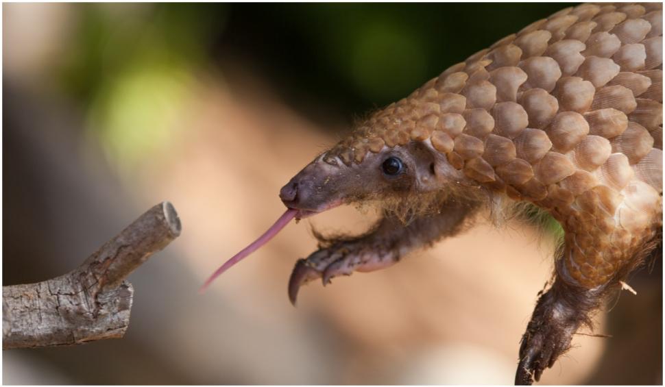 Captură record de solzi și gheare de pangolin,în valoare de 54 de milioane de dolari, în Nigeria 720661
