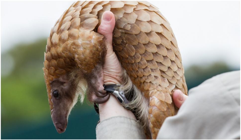 Captură record de solzi și gheare de pangolin,în valoare de 54 de milioane de dolari, în Nigeria 720662
