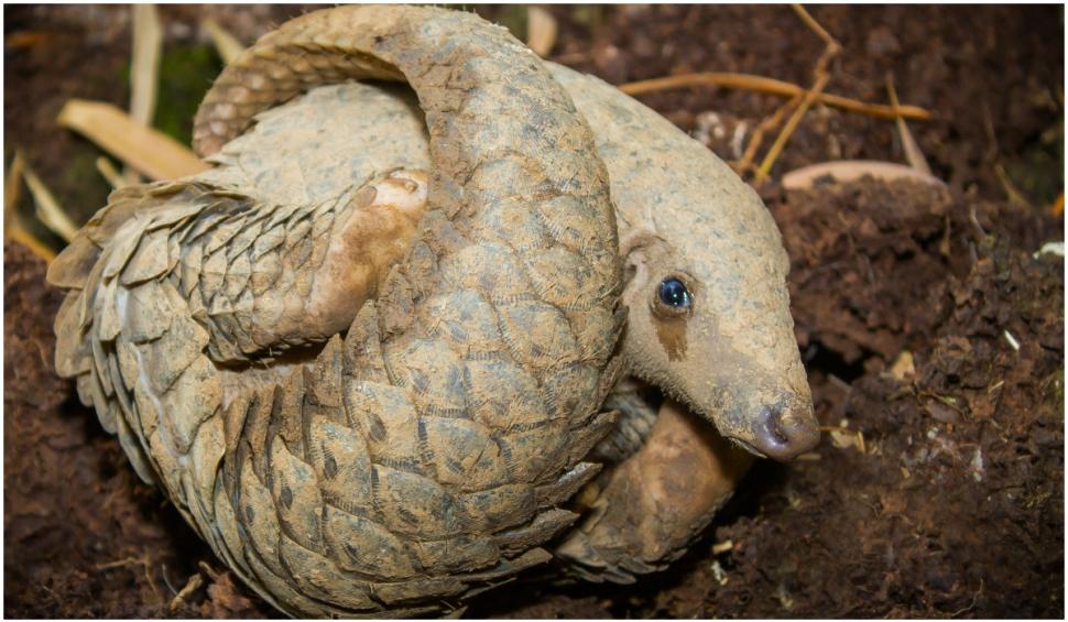 Captură record de solzi și gheare de pangolin,în valoare de 54 de milioane de dolari, în Nigeria 720663