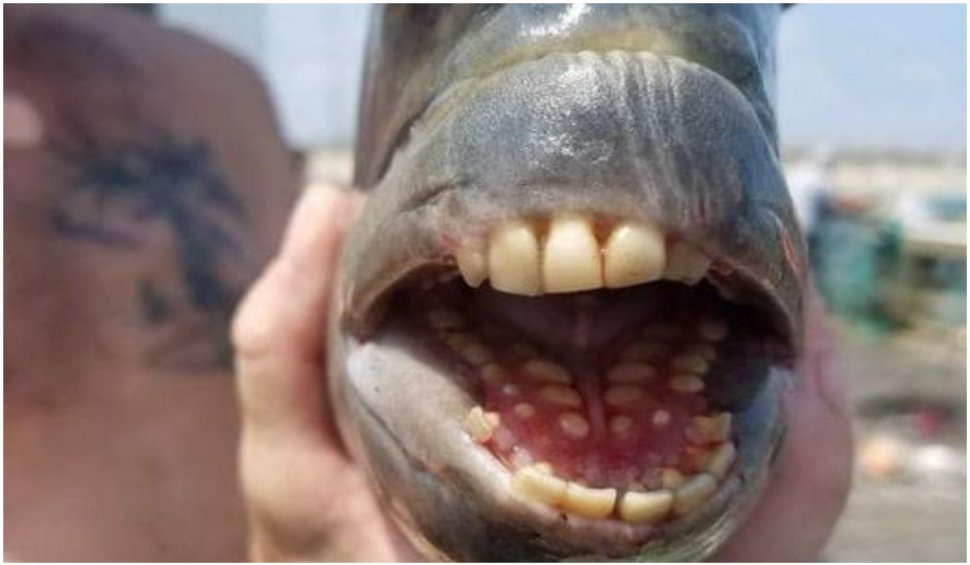 Ciudățenia naturii: a fost prins un pește cu dinți umani