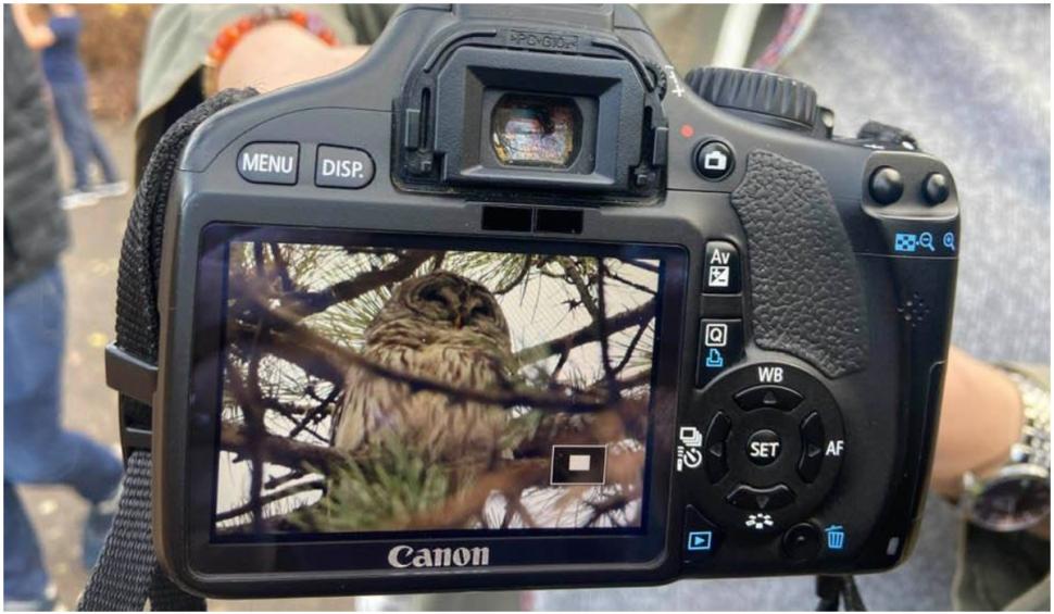 Celebra bufniță Barry din Central Park a murit 720932