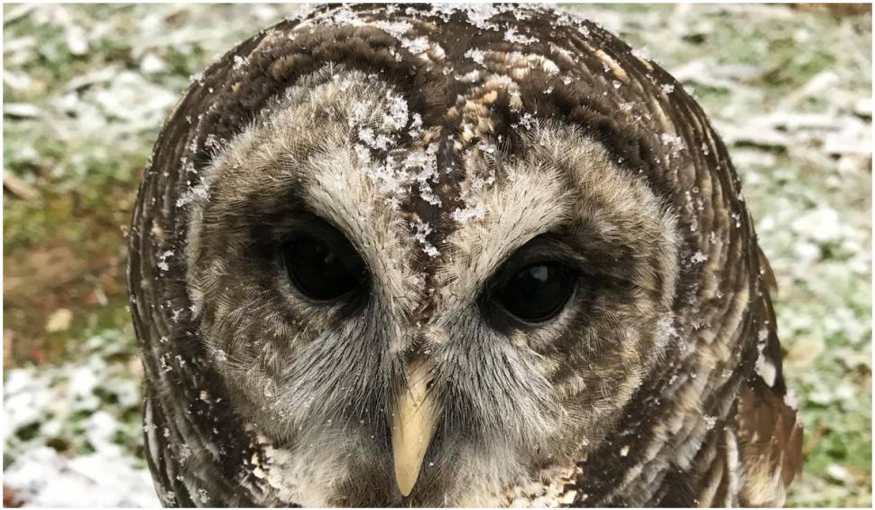 Celebra bufniță Barry din Central Park a murit 720933