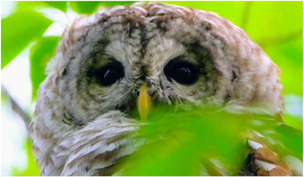 Celebra bufniță Barry din Central Park a murit 720934