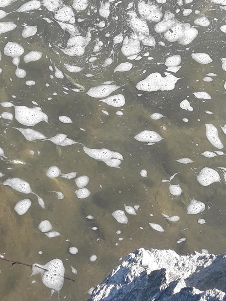 Peşti morţi în Jiul de Vest, Hunedoara. "E dezastru ecologic" 720983