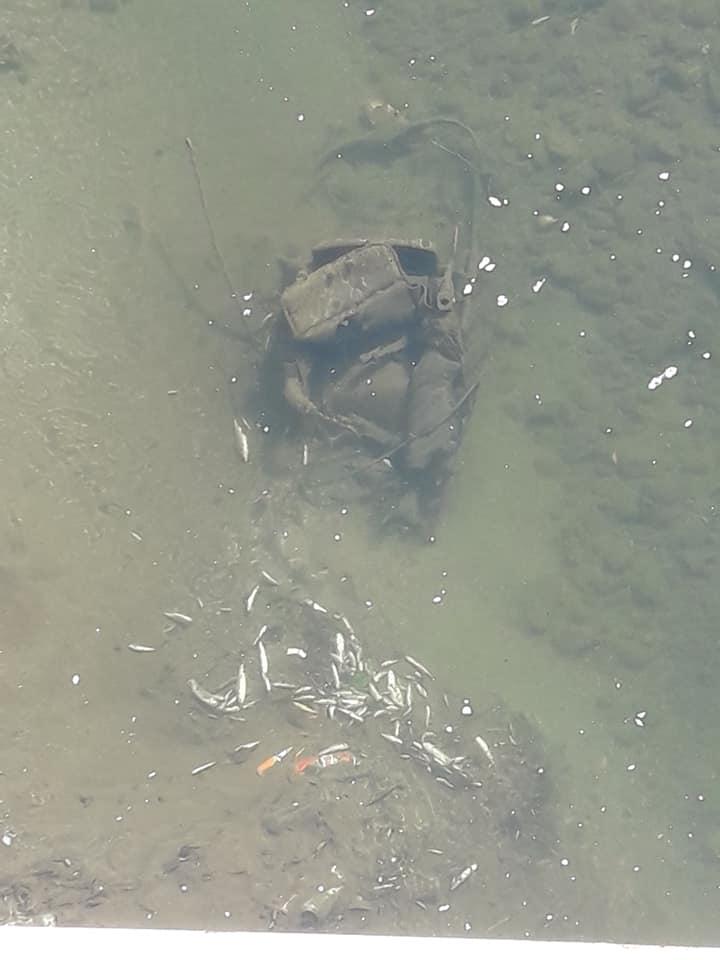 Peşti morţi în Jiul de Vest, Hunedoara. "E dezastru ecologic" 720984