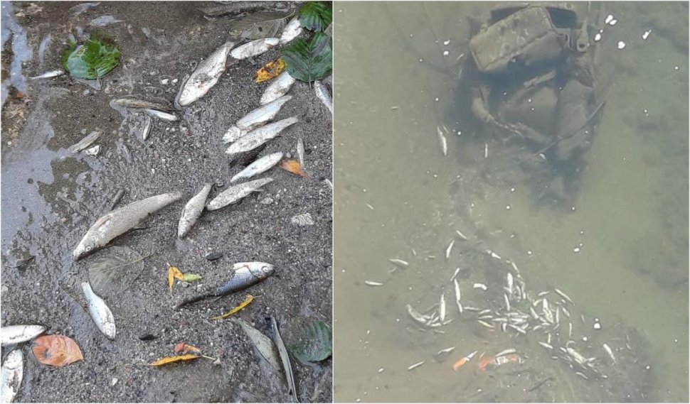 Peşti morţi în Jiul de Vest, Hunedoara. "E dezastru ecologic"