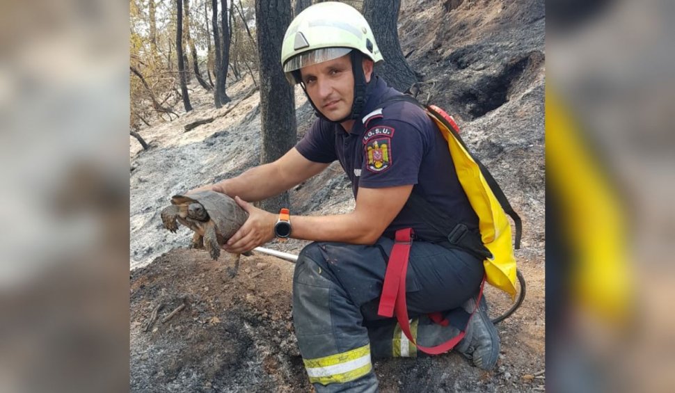 Broască țestoasă, salvată de un pompier român din calea incendiilor, în Grecia