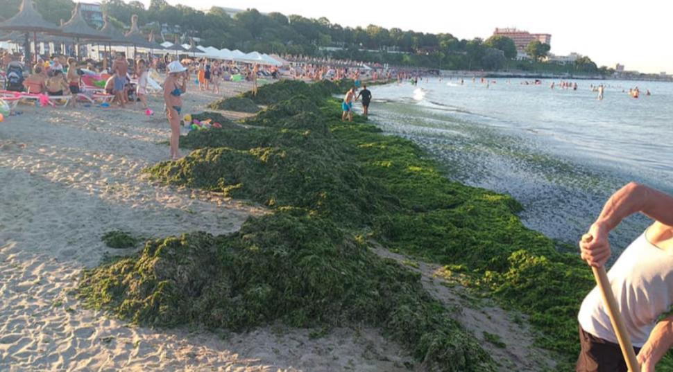 Algele au invadat stațiunile din sudul litoralului 721476