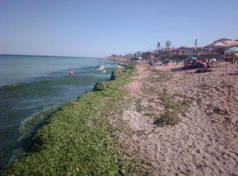 Algele au invadat stațiunile din sudul litoralului 721477