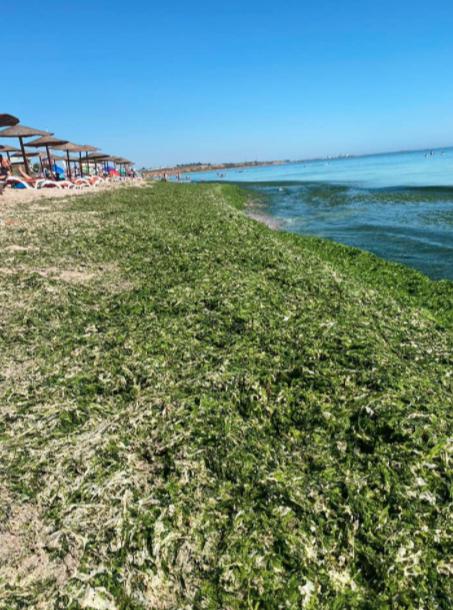 Algele au invadat stațiunile din sudul litoralului 721478