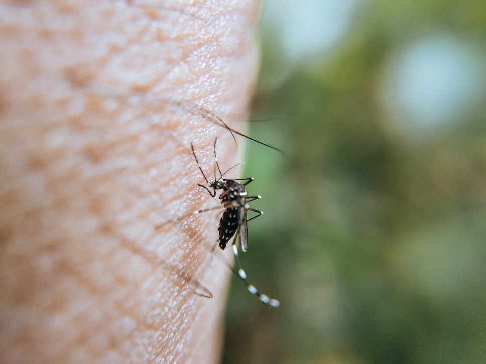 Complicațiile muşcăturilor de țânțari. Ce facem când ne înţeapă un ţânţar şi avem semne de prurit