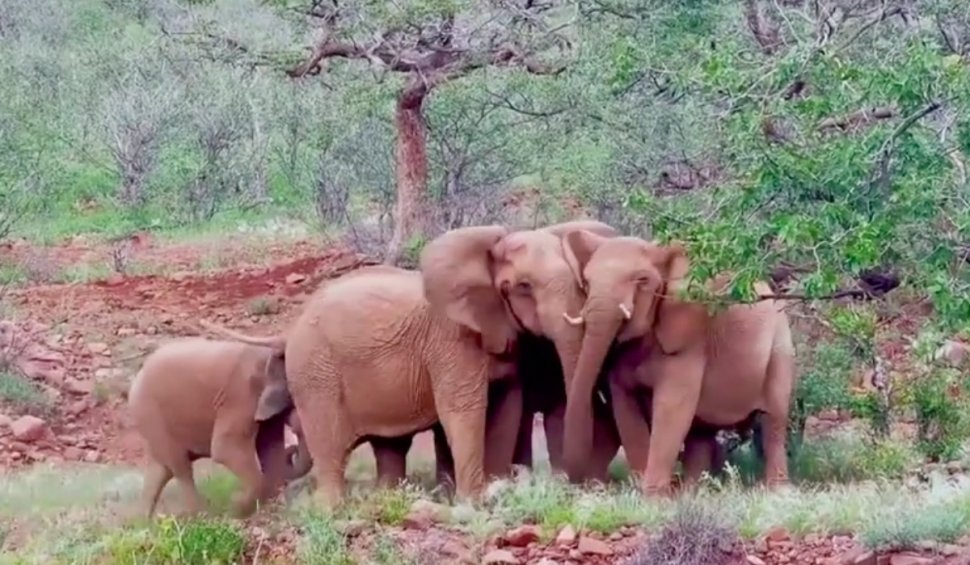Namibia își vinde elefanții din cauza secetei și a suprapopulării