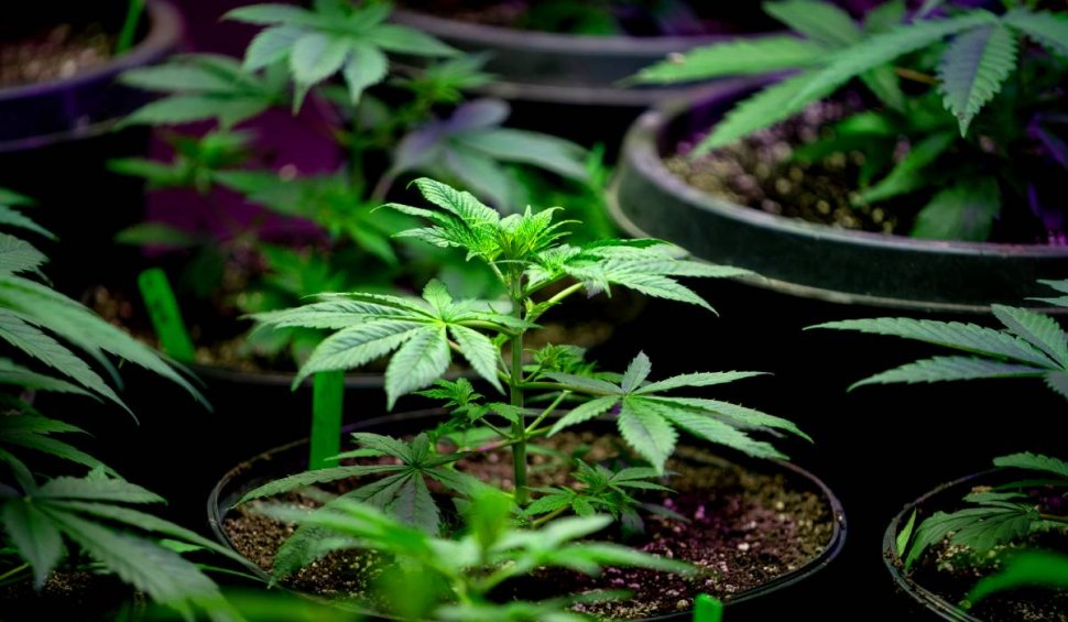 Român arestat după ce a fost prins în timp ce cultiva plante de Cannabis, în propriul apartament, din Italia