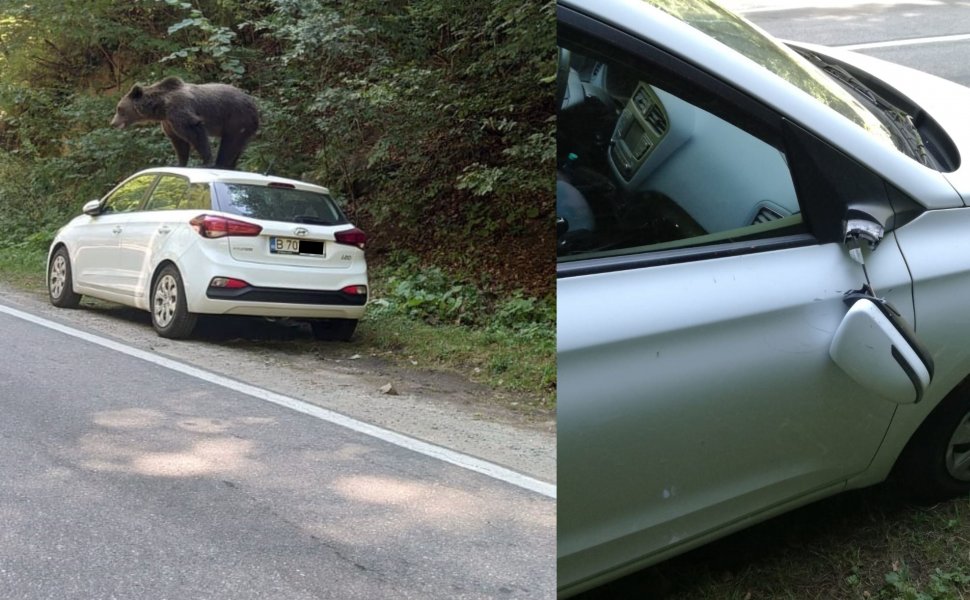 Un urs a distrus o mașină într-o zonă turistică din Argeș 