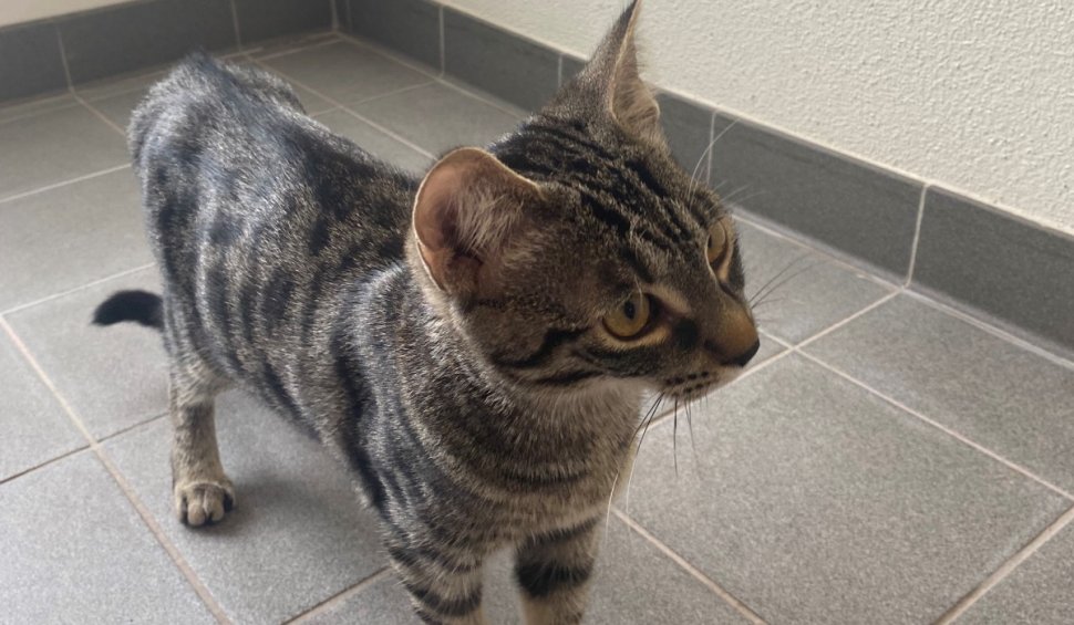 Francez salvat de pisica sa, după ce i s-a făcut rău în casă. Felina a alertat vecinii: "Eroina zilei"