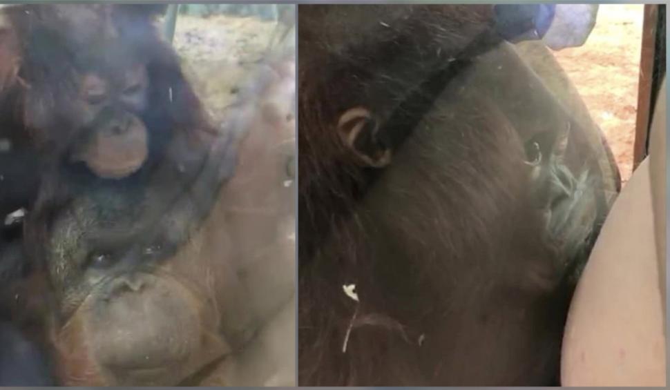 Imagini înduioșătoare cu un pui de urangutan care săruta burtica unei gravide prin geamul de protecție al unei grădini zoologice din Marea Britanie 723071