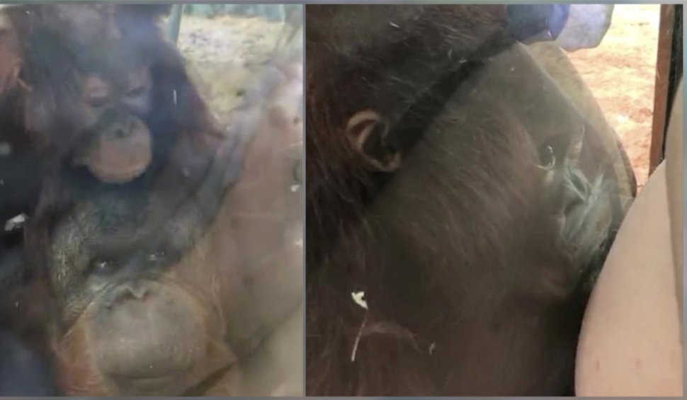 Imagini înduioșătoare cu un pui de urangutan care săruta burtica unei gravide prin geamul de protecție al unei grădini zoologice din Marea Britanie
