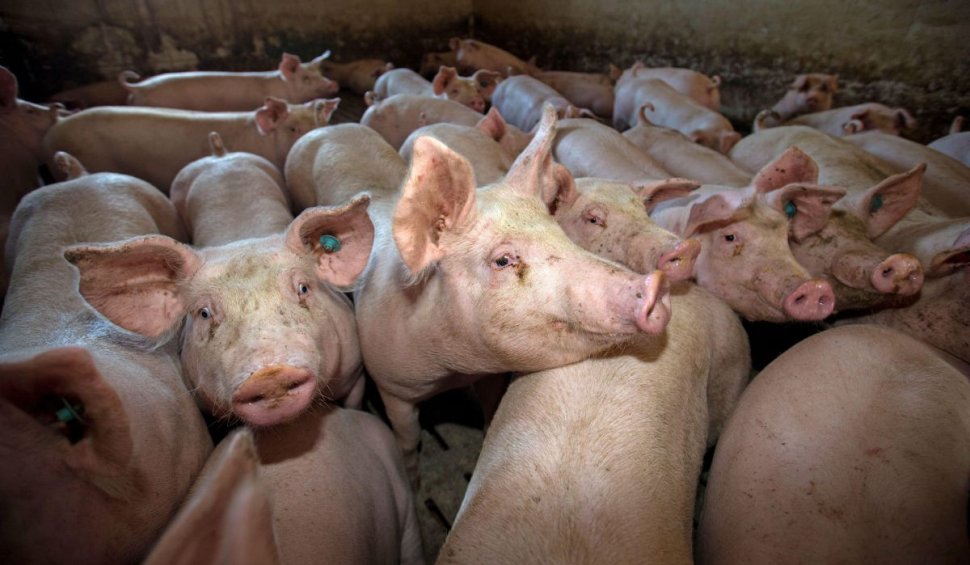 Focar de pestă porcină în Olt: 30.000 de animale dintr-o fermă vor fi ucise