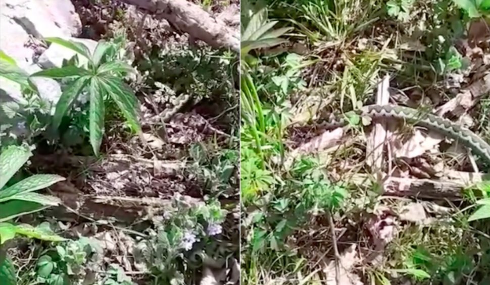 Viperă periculoasă, filmată în Parcul Național Domogled - Valea Cernei. Specialiștii îi avertizează pe turiști