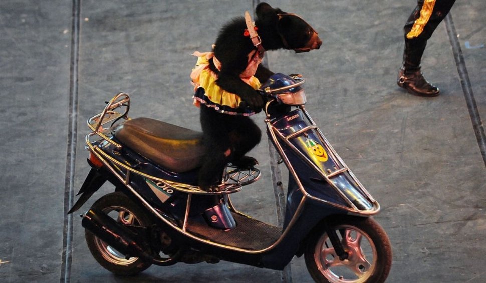 Anii de umilință au luat sfârșit pentru urșii unui circ din Vietnam. Au fost eliberați de sub violențe și trimiși la un sanctuar