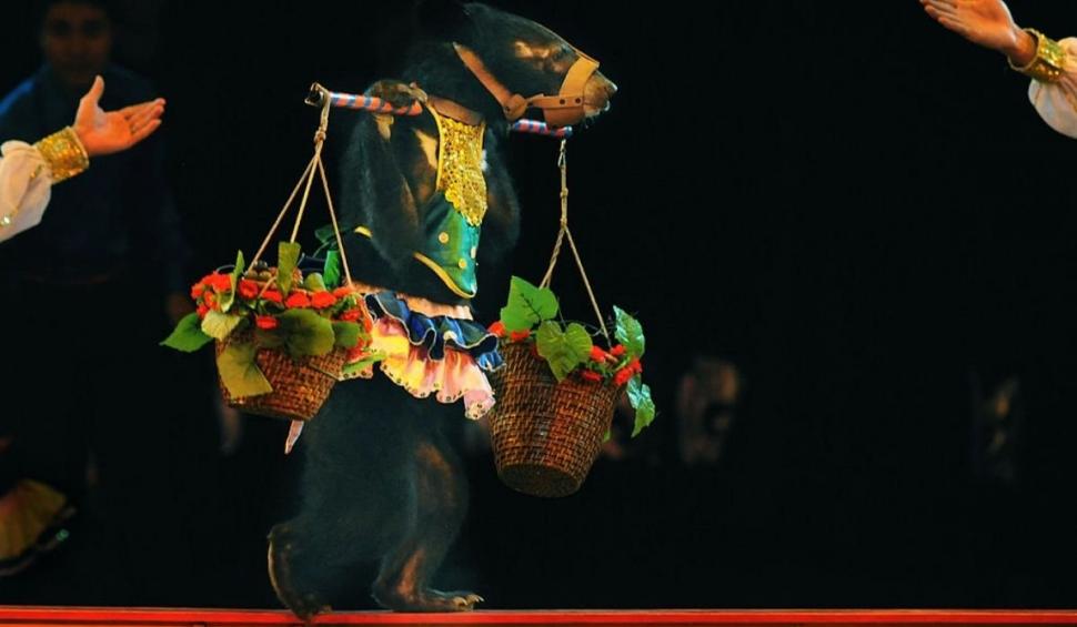 Anii de umilință au luat sfârșit pentru urșii unui circ din Vietnam. Au fost eliberați de sub violențe și trimiși la un sanctuar 723176