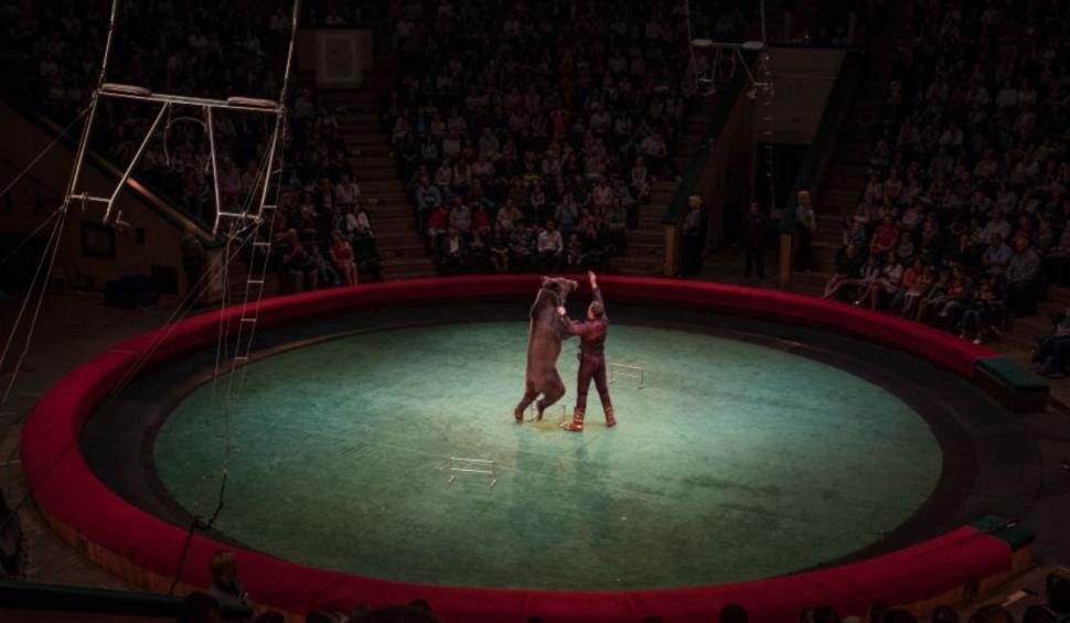 Anii de umilință au luat sfârșit pentru urșii unui circ din Vietnam. Au fost eliberați de sub violențe și trimiși la un sanctuar 723177