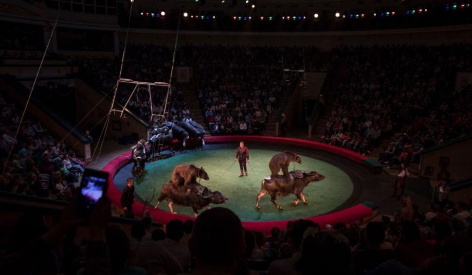 Anii de umilință au luat sfârșit pentru urșii unui circ din Vietnam. Au fost eliberați de sub violențe și trimiși la un sanctuar 723178