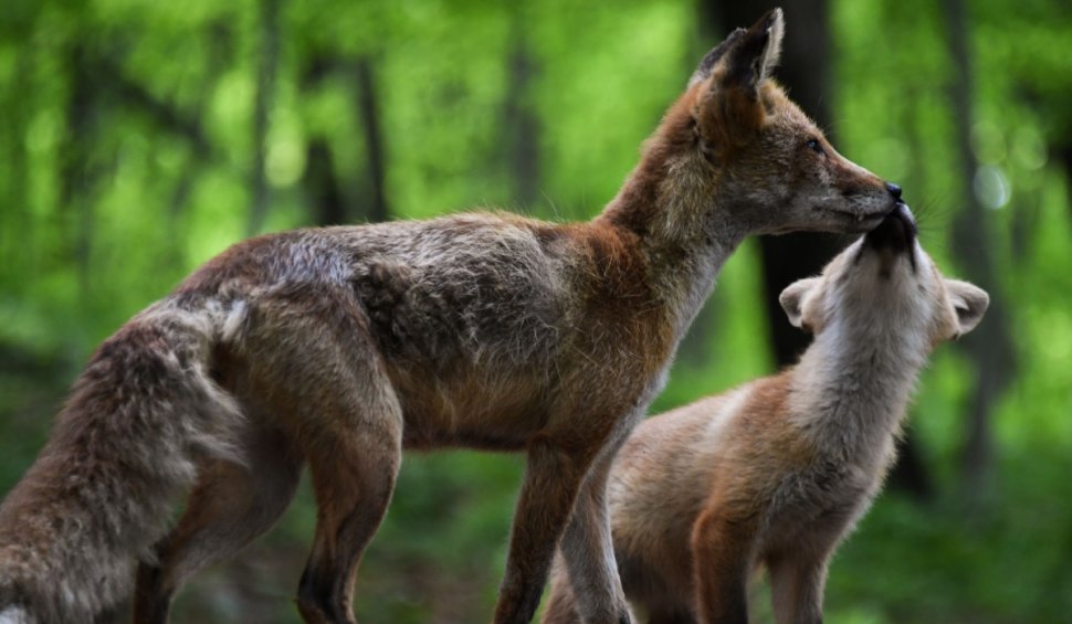 Două vulpi, surprinse de un gospodar din Parâng când se "duelează" pe un măr