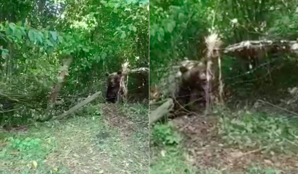 Urs de 300 de kg blocat într-un gard de sârmă, în Bicaz-Chei. Primarul comunei: "Era aproape mort, am decis să riscăm. Nu am avut tranchilizant"