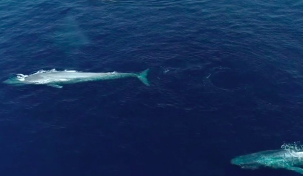 Balenele albastre se întorc în zonele de coastă ale Spaniei, după 40 de ani de absență