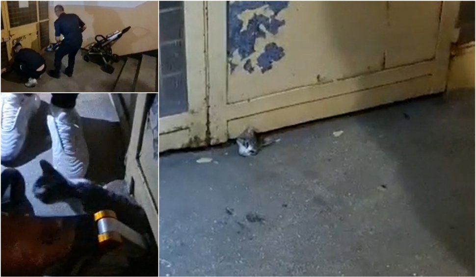 Operațiune de salvare neobișnuită în Pitești. O pisică rămasă blocată sub uşa unui bloc, salvată în aplauzele locatarilor