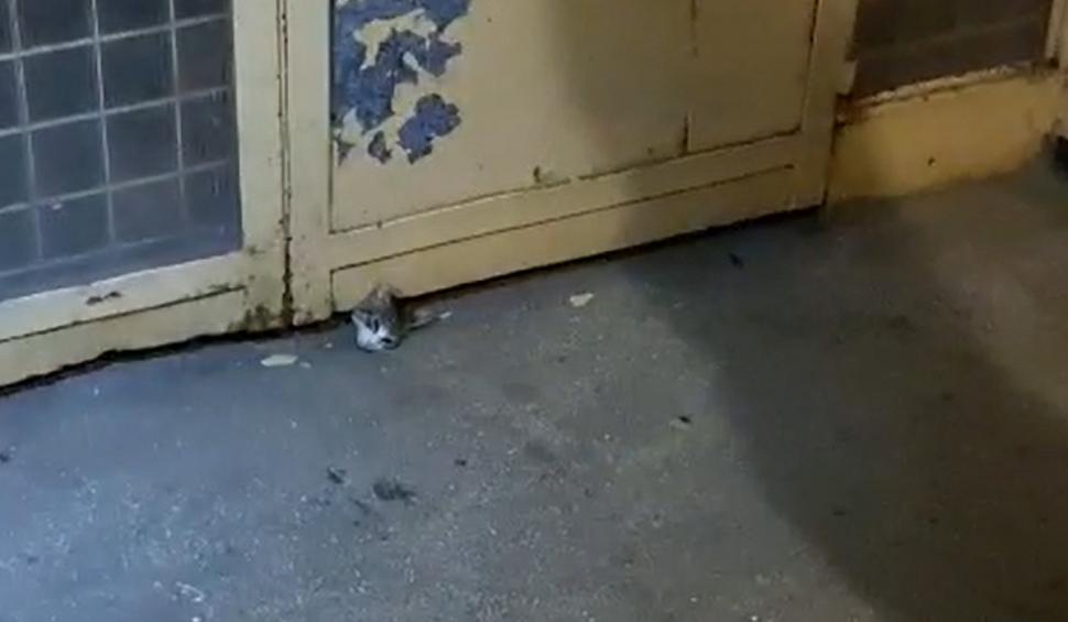 Operațiune de salvare neobișnuită în Pitești. O pisică rămasă blocată sub uşa unui bloc, salvată în aplauzele locatarilor 723835