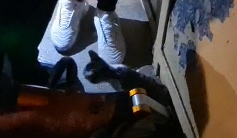 Operațiune de salvare neobișnuită în Pitești. O pisică rămasă blocată sub uşa unui bloc, salvată în aplauzele locatarilor 723839