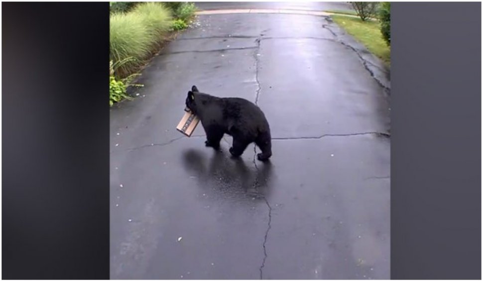 Un urs a fost surprins de camerele de supraveghere când fura un colet Amazon din fața unei case