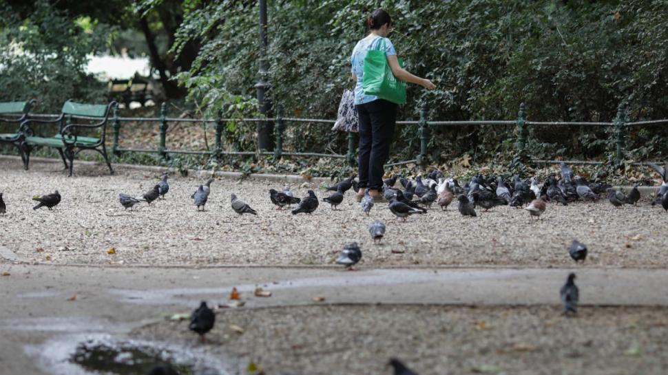 Cişmigiu, un parc fantomă, lăsat uitării de Nicuşor Dan 723895