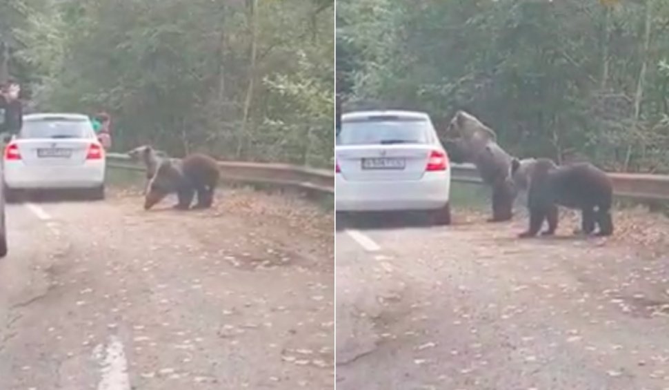Bucureșteni surprinși când încearcă să fotografieze doi urși, iar unul dintre animale sare pe mașina lor, pe Tranfăgărășan
