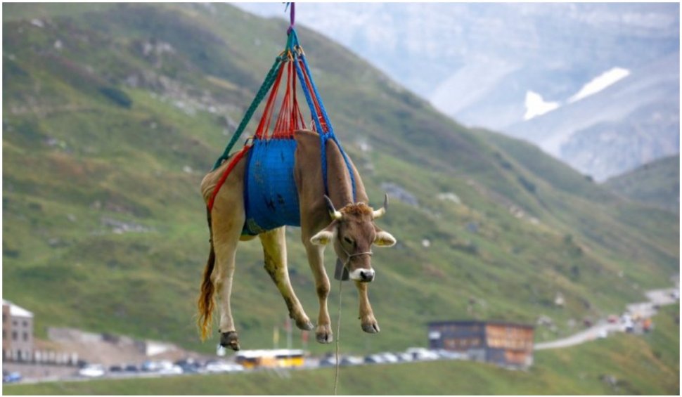Sunetul Muuuuzicii: vaci coborâte de pe pășunile montane din Elveția cu elicopterul 