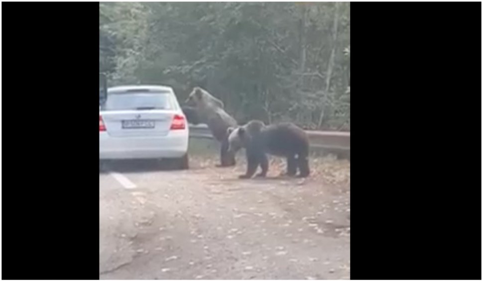 O femeie a fost atacată de un urs pe care încerca să-l fotografieze pe Transfăgărășan
