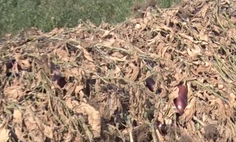 Imaginea disperării fermierilor: tone de legume aruncate pe câmp. Prețul unui kg de vinete, extrem de mic