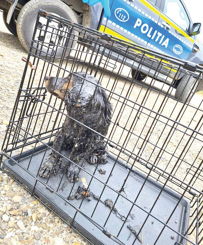 Câine aruncat într-un canal plin cu smoală și păcură, în Vaslui 724541